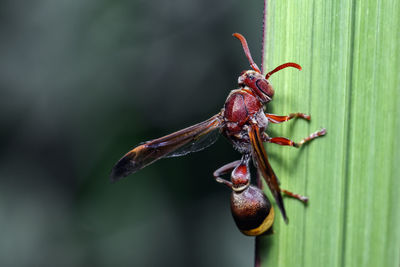 Close-up of insect on leaf