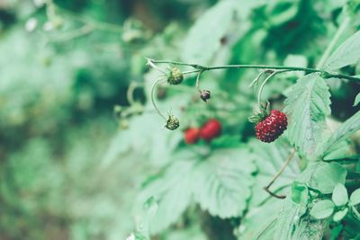 Close-up of red berries growing on tree