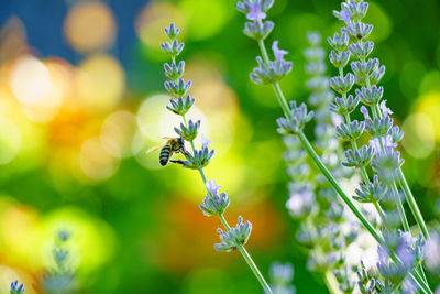 Close-up of bee pollinating on purple flower