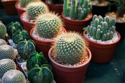 Close-up of potted plants