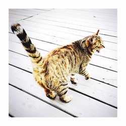 Close-up of tree trunk