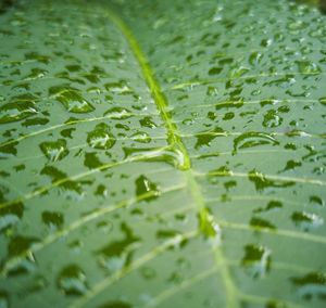 Full frame shot of raindrops on leaves