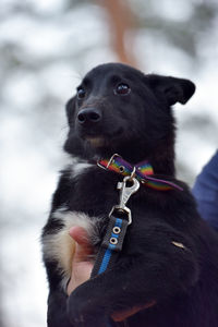 Close-up of a dog looking away