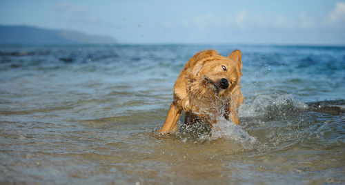 Dog running on sea against sky