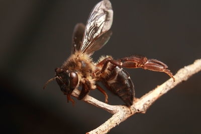 Close-up of insect