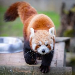 Close-up of red panda