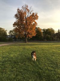 Dog on field against sky during autumn