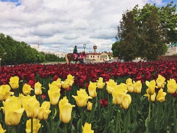 Yellow flowers blooming on field against sky