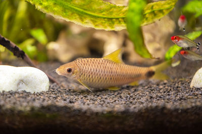 Close-up of fish in sea