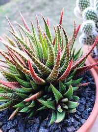 Close-up of succulent plant