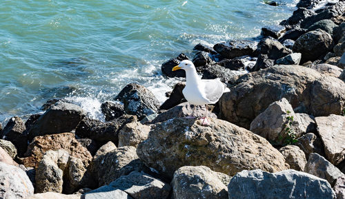 View of birds on rock at beach