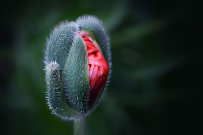 Close-up of flower bud