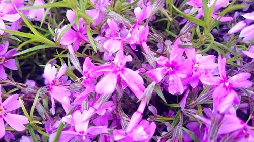 Close-up of pink flowers