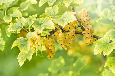 Summer berries in garden. white currant growth. nature background