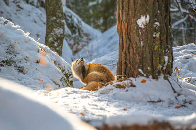 Squirrel on tree during winter