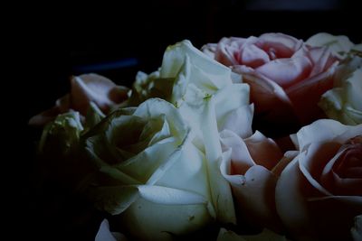 Close-up of flowers against black background