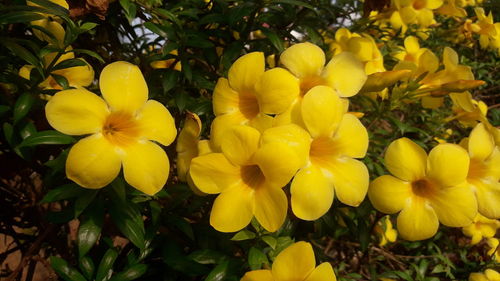 Close-up of yellow flowering plants on field