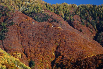 Scenic view of tree mountains