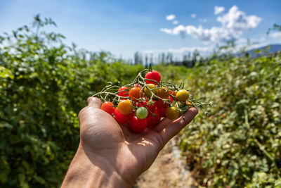 Midsection of person holding strawberry against sky