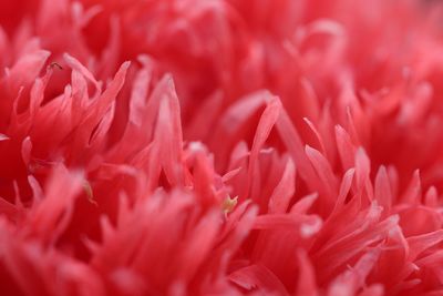 Full frame shot of red rose