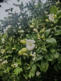 Close-up of flowering plant