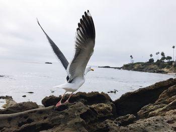 Close-up of bird flying over sea against sky