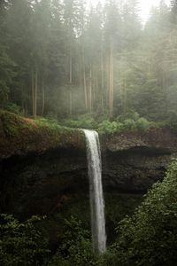 Scenic view of waterfall in forest