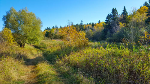 Trees in forest against sky during autumn