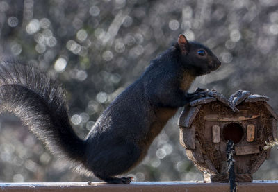 Close-up of squirrel