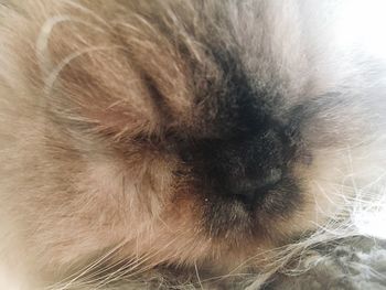 Close-up of cat sleeping