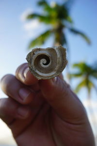 Close-up of cropped hand holding seashell