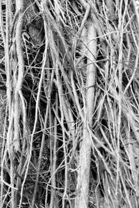 Full frame shot of plants