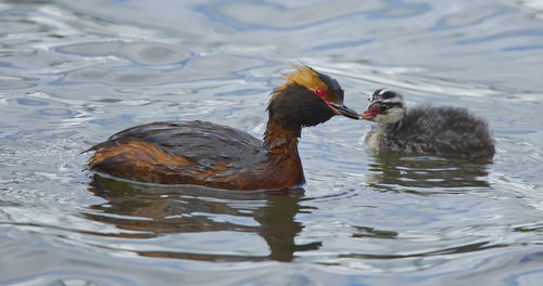 Close-up of ducks swimming on lake