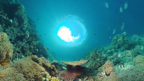 School of fish swimming in sea