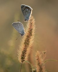 Close-up of butterfly pollinating flower