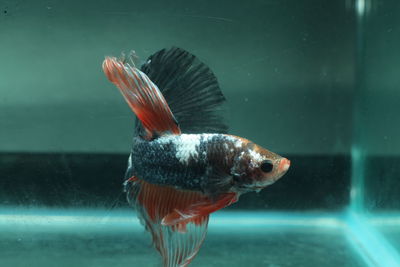 Close-up of fish swimming in aquarium