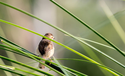 Close-up of bird perching on plant