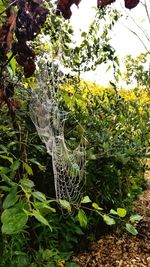 Close-up of fresh green plants