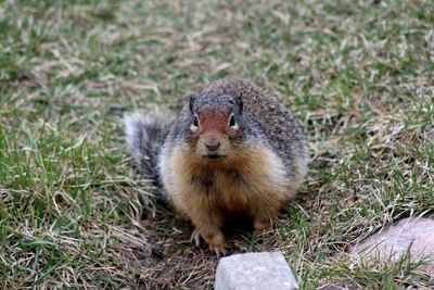 High angle view of squirrel on field