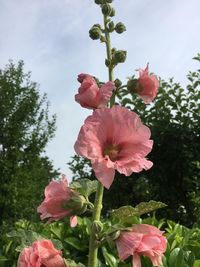 Low angle view of pink hibiscus blooming against sky