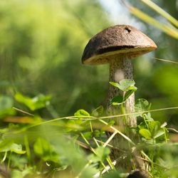 Close-up of mushroom growing on plant