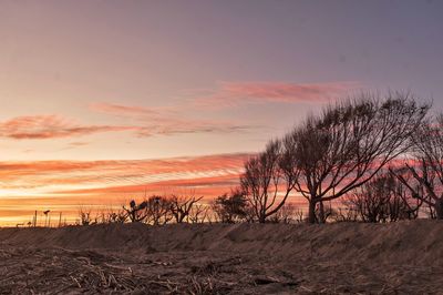 Bare trees on field against sky during sunset