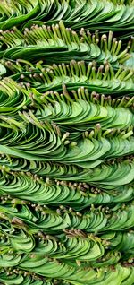 Full frame shot of fresh green plants