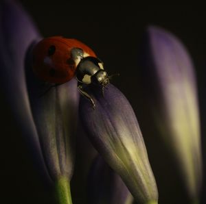 Close-up of ladybug on flower