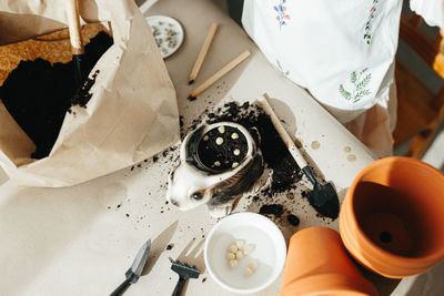 High angle view of woman gardening on table