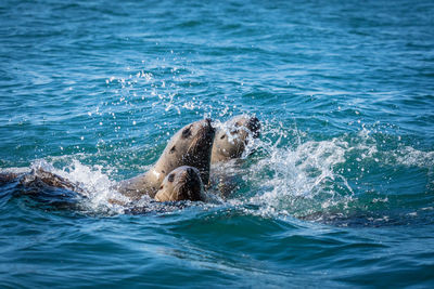 Sea lions in sea