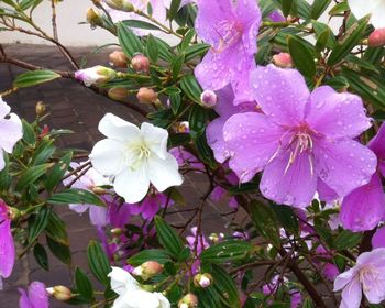 Close-up of flowers