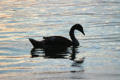 Black swan swimming on lake