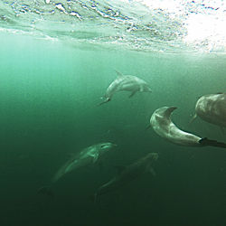 Fish swimming in sea