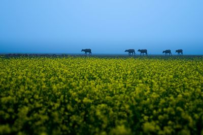 Scenic view of field against clear sky